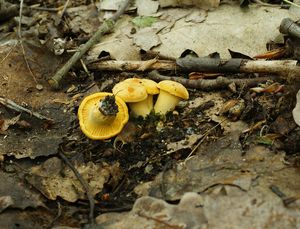 Liška obecná - Cantharellus cibarius Fr. 1821