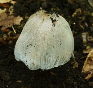 Hnojník význačný - Coprinopsis insignis (Peck) Redhead, Vilgalys