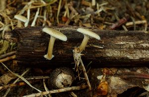 Choroš plástvový - Polyporus arcularius