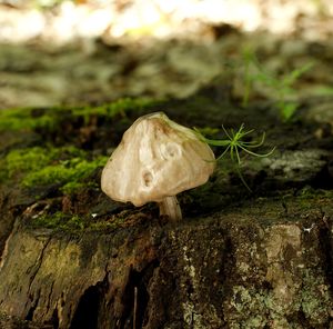 Štítovka jelení - Pluteus cervinus ( Schaeff. ) P. Kumm.