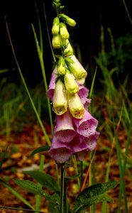 Náprstník červený (Digitalis purpurea)