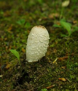 Hnojník obecný - Coprinus comatus (O.F. Müll.) Pers. 1797