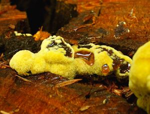 Hnědák Schweinitzův - Phaeolus schweinitzii (Fr.) Pat. 1900