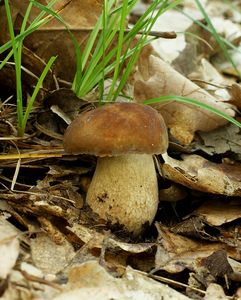 Hřib dubový - Boletus reticulatus Schaeff. 1774