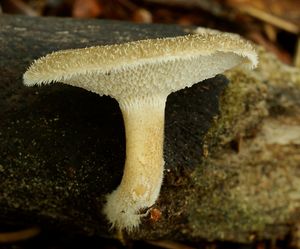 Choroš plástvový - Polyporus arcularius