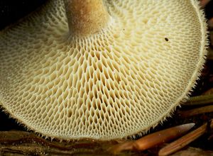 Choroš plástvový - Polyporus arcularius