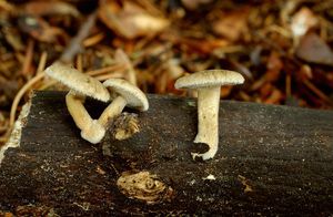 Choroš plástvový - Polyporus arcularius