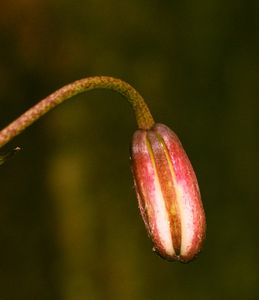 Lilie zlatohlavá (Lilium martagon)