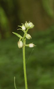 Lilie zlatohlavá (Lilium martagon)