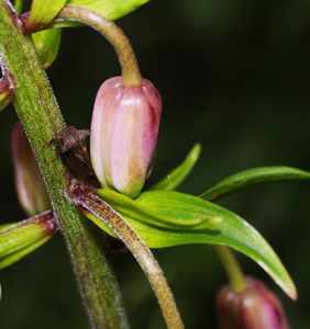 Lilie zlatohlavá (Lilium martagon)