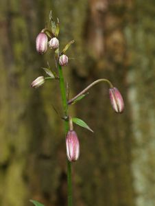 Lilie zlatohlavá (Lilium martagon)