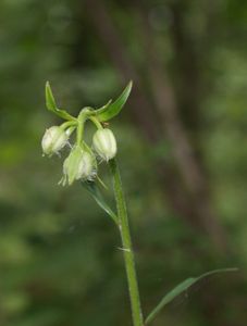 Lilie zlatohlavá (Lilium martagon)