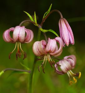 Lilie zlatohlavá (Lilium martagon)