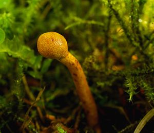 Housenice štíhlá - Cordyceps gracilis (L.) Link.