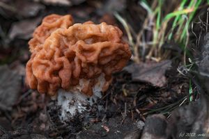 Ucháč obrovský - Gyromitra gigas (Krombh.) Cooke 1878