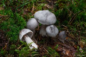 Čirůvka žíhaná - Tricholoma virgatum (Fr.) P. Kumm. 1871