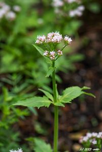 Kozlík trojený rakouský (Valeriana tripteris subsp. austriaca E. Walth)