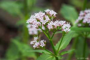 Kozlík trojený rakouský (Valeriana tripteris subsp. austriaca E. Walth)