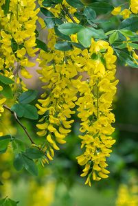 Štědřenec obecný (Laburnum anagyroides)