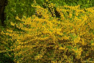 Zlatice prostřední (Forsythia x Intermedia Zabel)