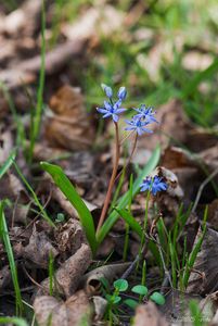 Ladoňka vídeňská  (Scilla vindobonensis Speta)