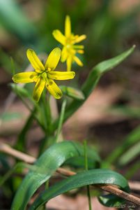 Křivatec žlutý (Gagea lutea)