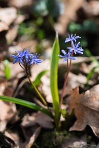 Ladoňka vídeňská  (Scilla vindobonensis Speta)