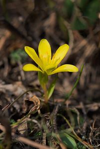 křivatec český (Gagea bohemica)