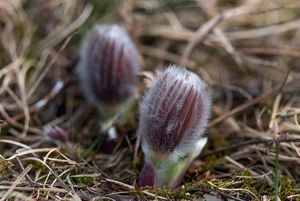 Koniklec otevřený (Pulsatilla patens)