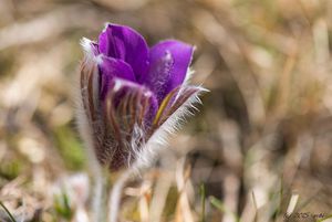 Koniklec otevřený (Pulsatilla patens)