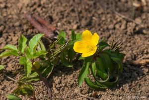 Sasanka pryskyřníkovitá (Anemone ranunculoides)