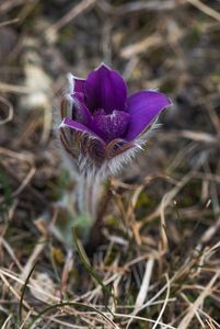 Koniklec otevřený (Pulsatilla patens)