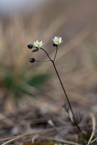 kolenec Morisonův (Spergula morisonii)