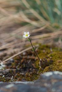 kolenec Morisonův (Spergula morisonii)