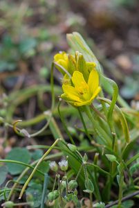 křivatec český (Gagea bohemica)