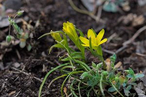 křivatec český (Gagea bohemica)