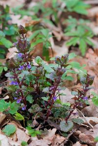 Popenec obecný (Glechoma hederacea)