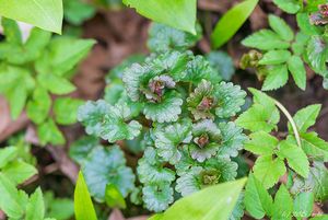 Popenec obecný (Glechoma hederacea)