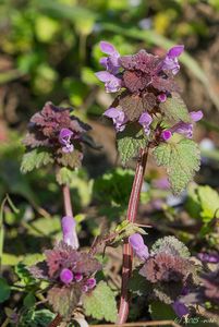 Hluchavka nachová  (Lamium purpureum)