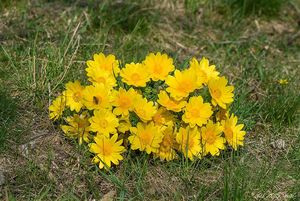 Hlaváček jarní (Adonis vernalis)