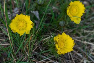 Hlaváček jarní (Adonis vernalis)