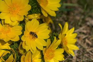 Hlaváček jarní (Adonis vernalis)