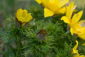 Hlaváček jarní (Adonis vernalis)