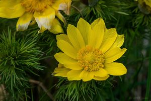 Hlaváček jarní (Adonis vernalis)