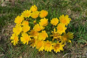 Hlaváček jarní (Adonis vernalis)