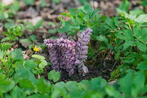 Podbílek šupinatý (Lathraea squmaria)