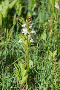 Vachta trojlistá (Menyanthens trifoliata L.)