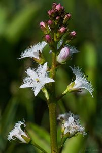 Vachta trojlistá (Menyanthens trifoliata L.)