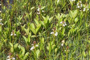 Vachta trojlistá (Menyanthens trifoliata L.)