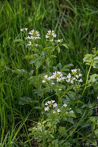 Potočnice lékařská (Nasturtium officinale)